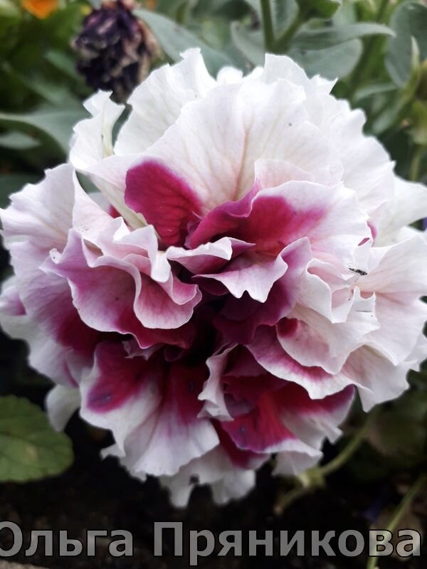 Петуния - моё фото