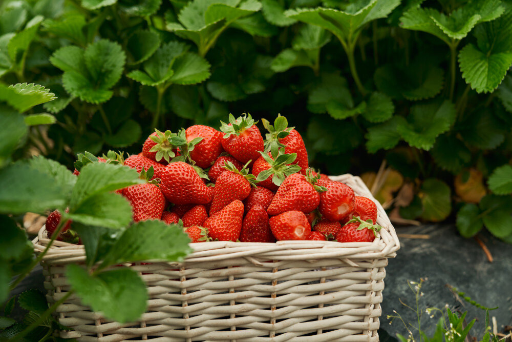 <a href="https://ru.freepik.com/free-photo/wicker-basket-with-delicious-juicy-red-strawberry_15586623.htm#query=%D0%BA%D0%BB%D1%83%D0%B1%D0%BD%D0%B8%D0%BA%D0%B0&position=7&from_view=search&track=sph&uuid=4dd750c5-fd8e-4bbd-8a9e-7c4444241530">Изображение от serhii_bobyk</a> на Freepik