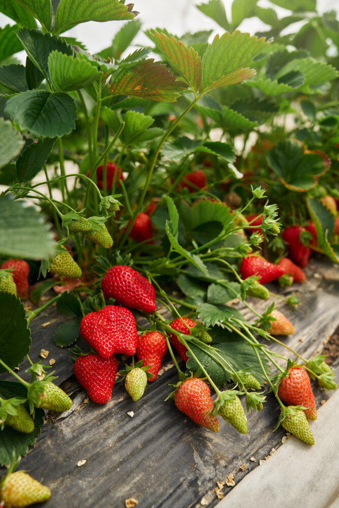 <a href="https://ru.freepik.com/free-photo/rows-of-fresh-organic-strawberries-growing-at-greenhouse_15101226.htm#query=%D0%BA%D0%BB%D1%83%D0%B1%D0%BD%D0%B8%D0%BA%D0%B0&position=31&from_view=search&track=sph&uuid=4dd750c5-fd8e-4bbd-8a9e-7c4444241530">Изображение от serhii_bobyk</a> на Freepik