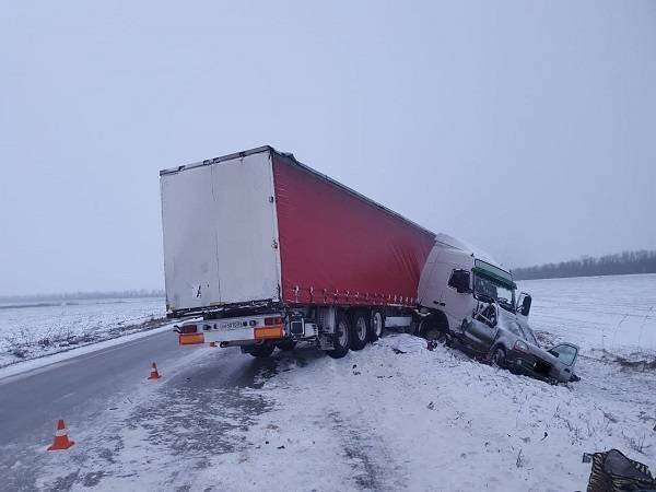 Пэт ростов на дону