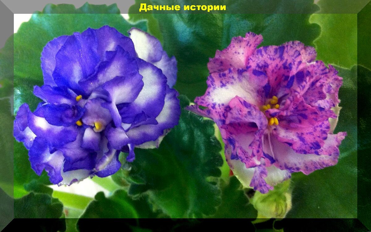 Почему цветы не цветущие