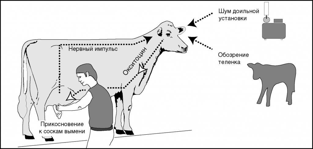 Синтез молока