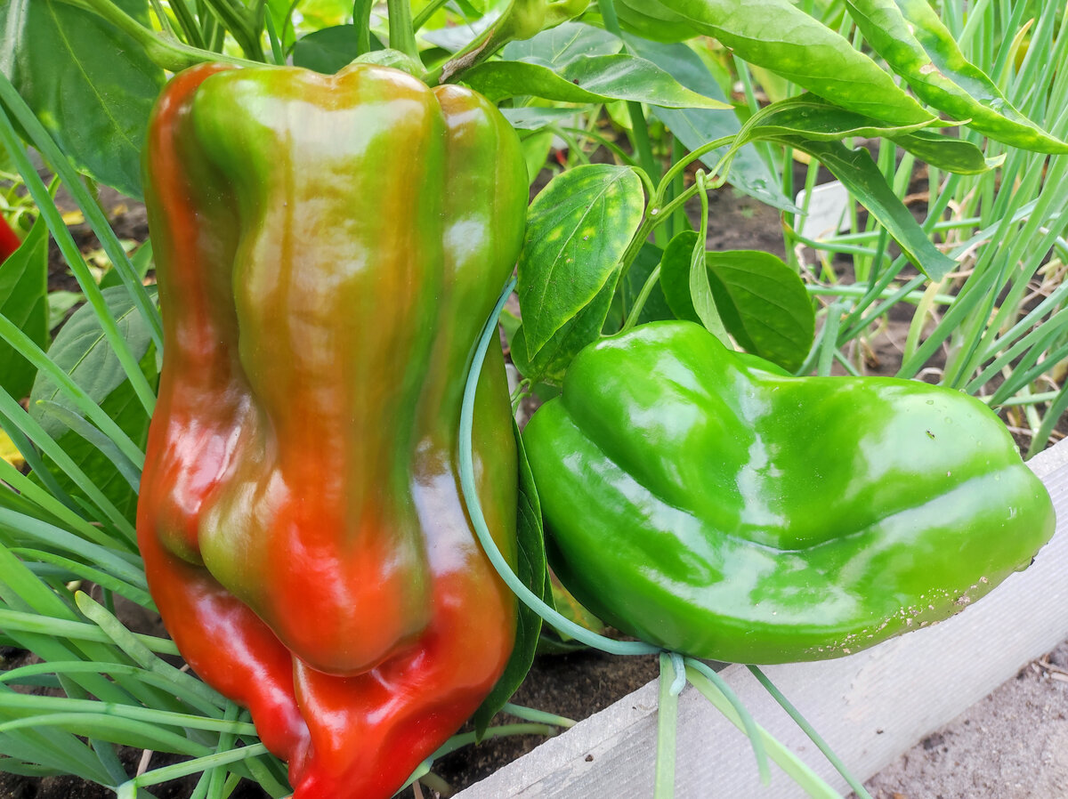 Фото автора, сладкий перец сорта Атлант, 2023 год
