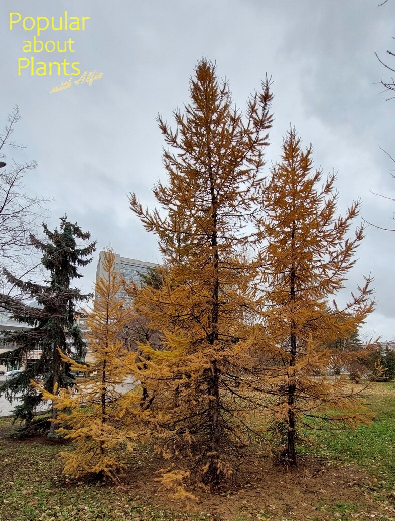 Лиственница осенью