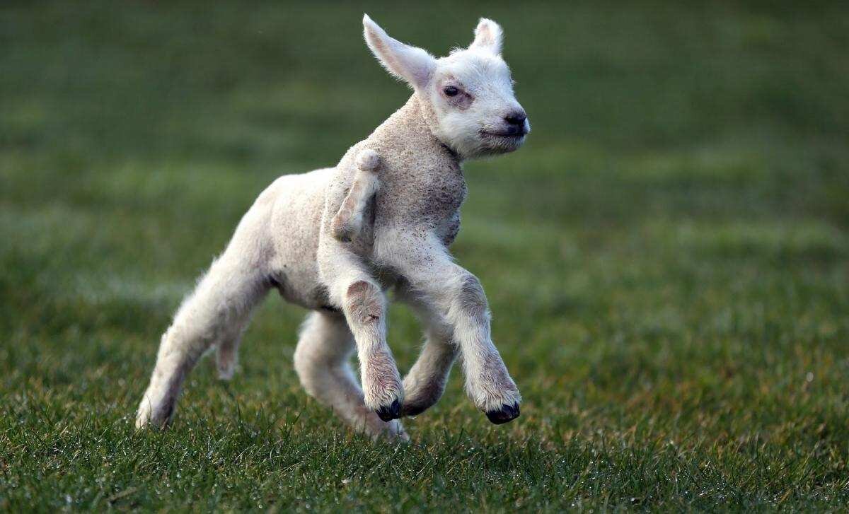 Сколько месяцев длится беременность у овцы. Плохо овцам. Плохо овцам. Кожные заболевания у овец. Плохо овцам.