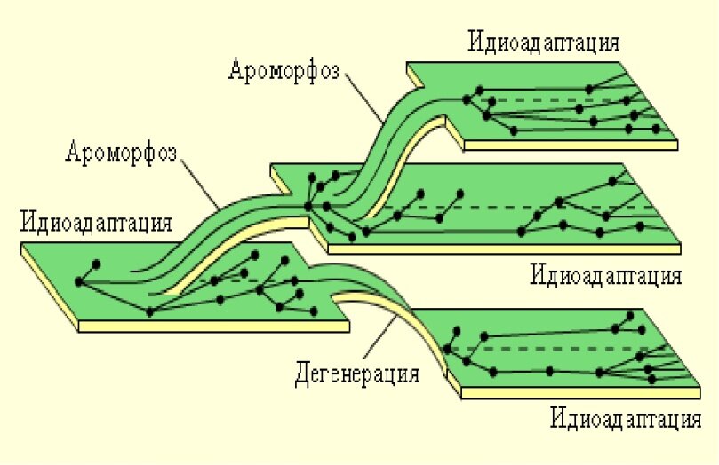 Циклы развития