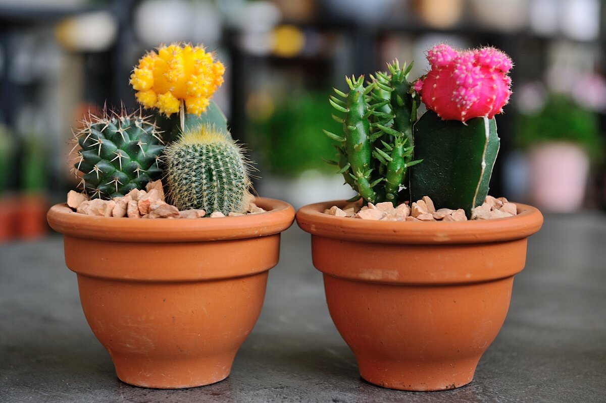 I cactus sono affascinanti piante da interno che possono decorare qualsiasi interno. La varietà delle forme dei cactus attira l'attenzione, sia le spine che i fiori. I cactus appartengono alla famiglia dei garofani.-3