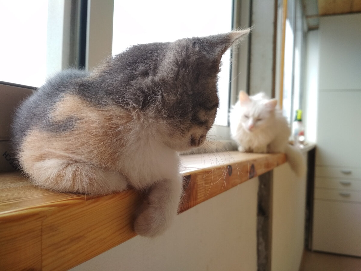 Жучка знакомится с Мусей