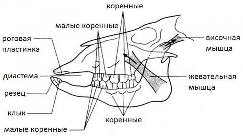 Сколько зубов у коровы: строение челюсти, рост и …