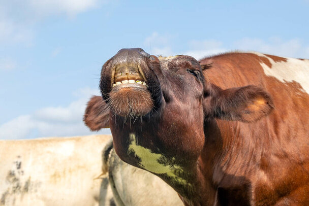 Фото из открытого источника