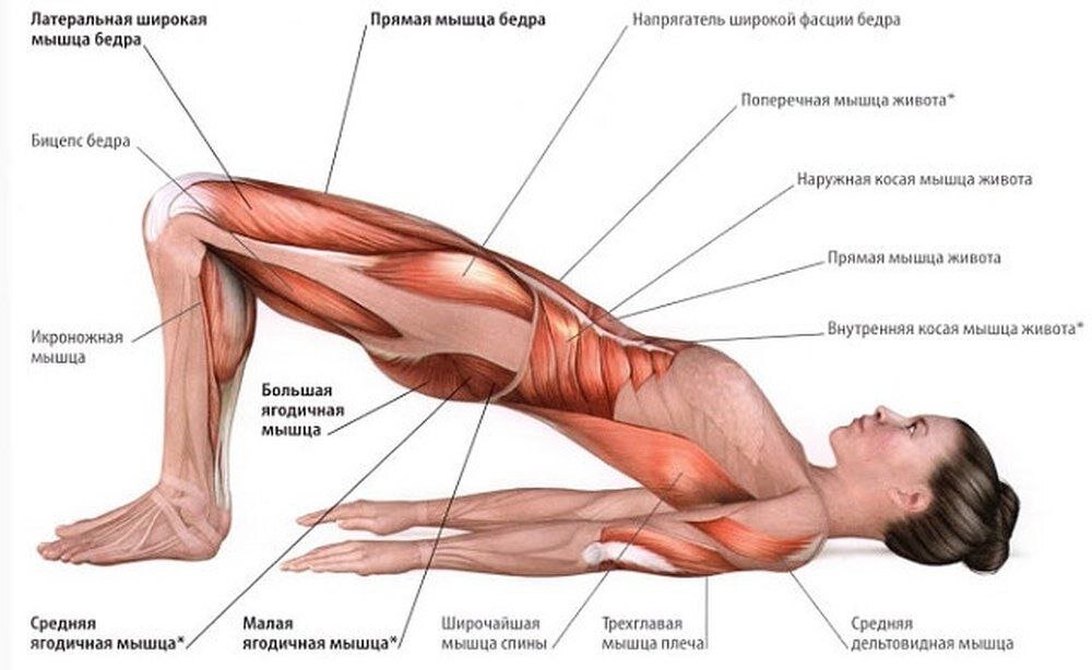 Собственная фасция бедра. Упражнение ягодичный мост мышцы. Упражнение мостик какие мышцы работают. Мышцы задействованы при мостике. Упражнение мышцы ягодичный мостик.