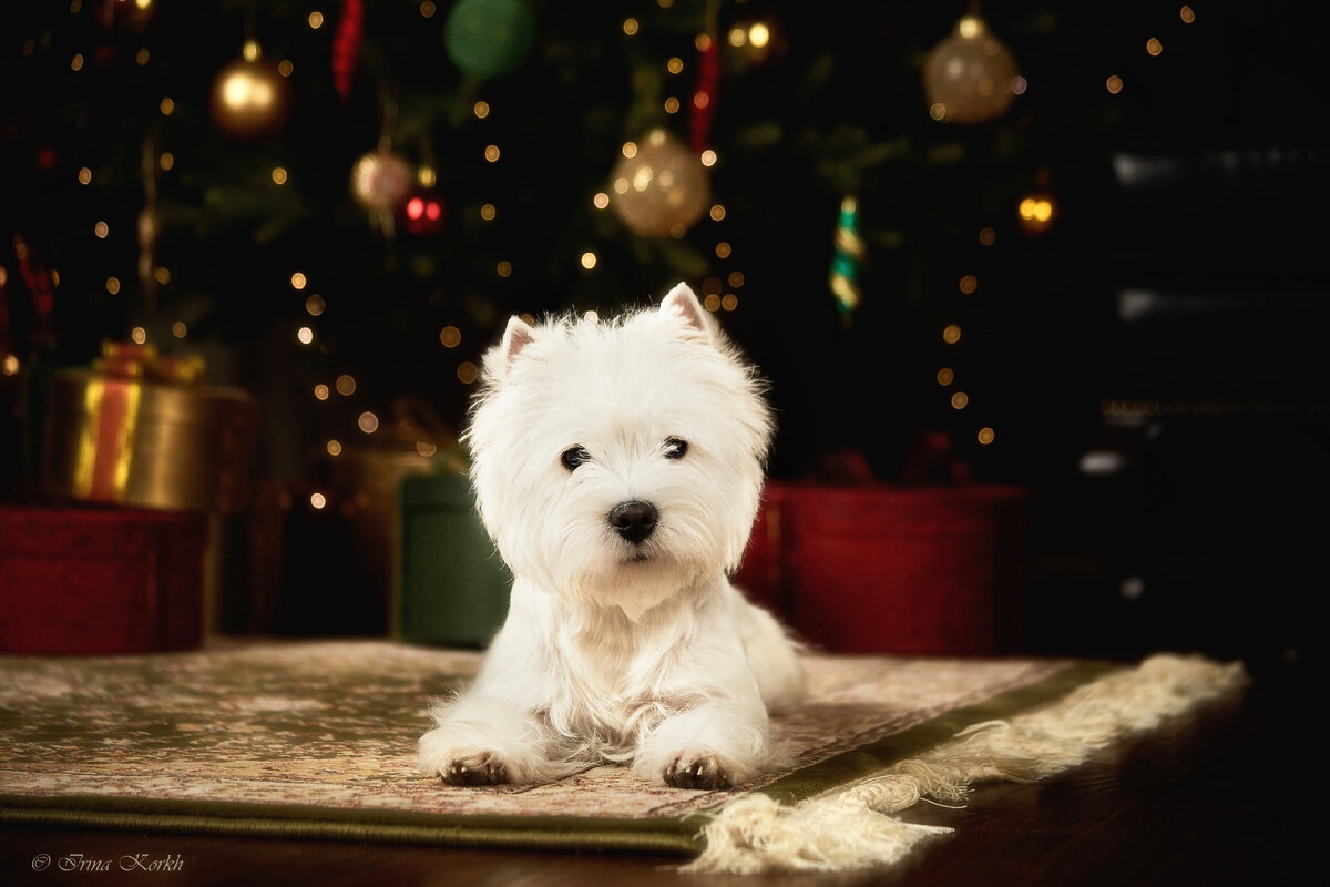 Недавно читала у одного заводчика, что для туалета хорошо использовать коврики. Собака на фото очень этому удивлена - ведь коврики созданы для того, чтобы было мягенько и уютненько. 