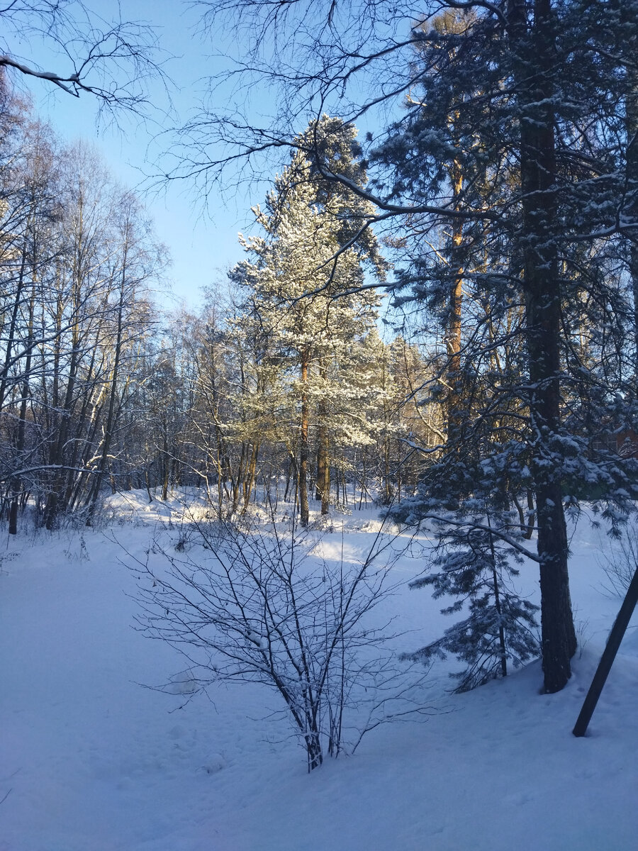 Зимняя опушка 