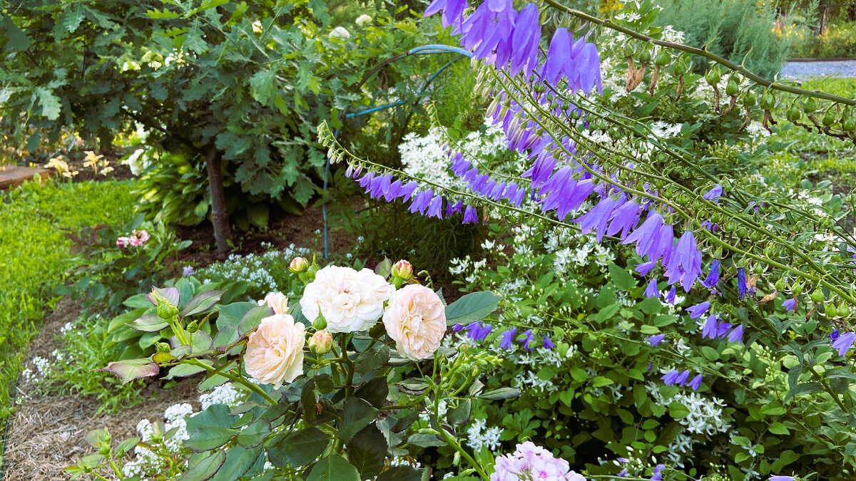 Rose example