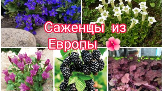 ПОЛУЧИЛА САЖЕНЦЫ ИЗ ЕВРОПЫ 🤗🌺