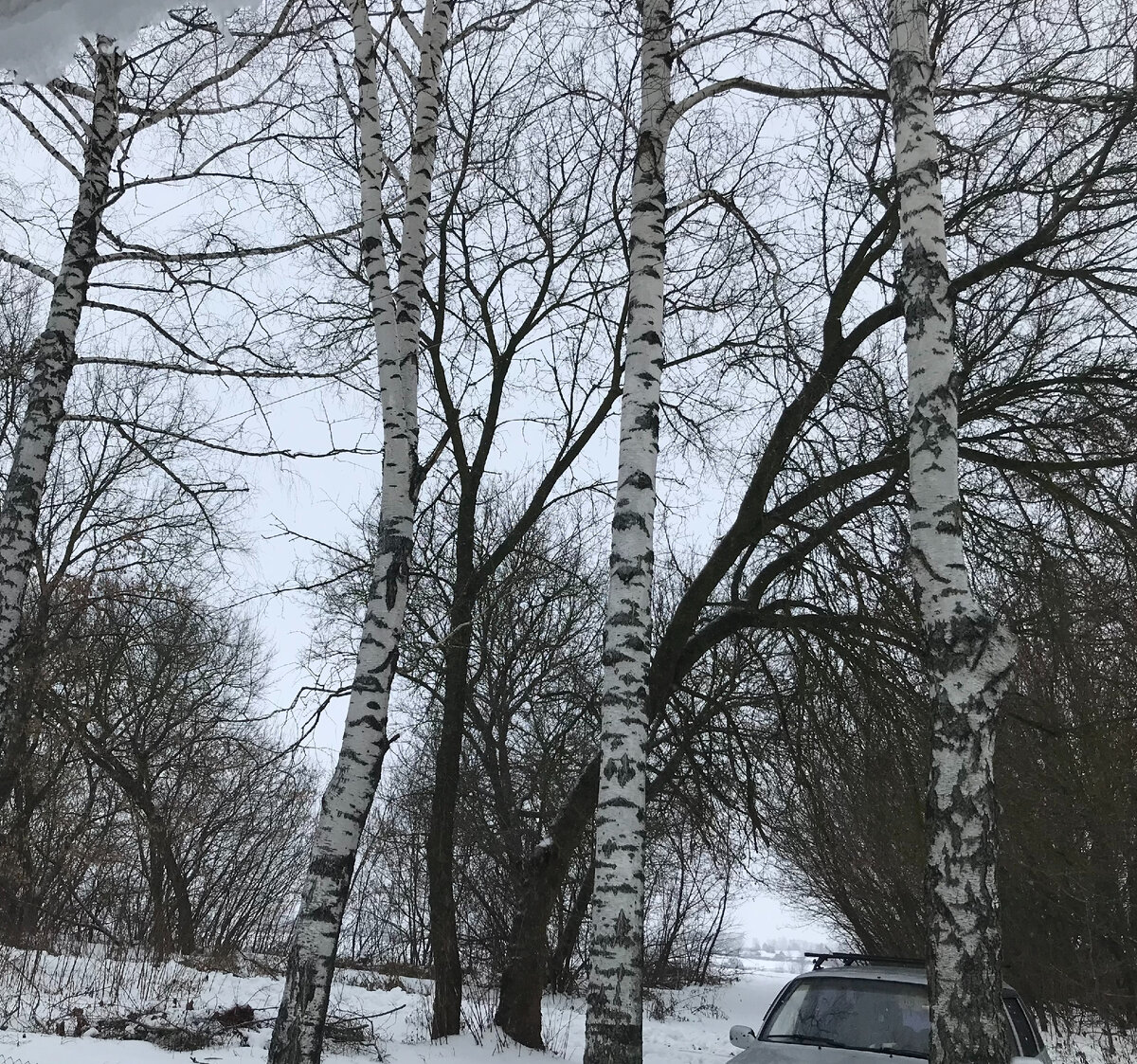 Берёзы перед нашим домом