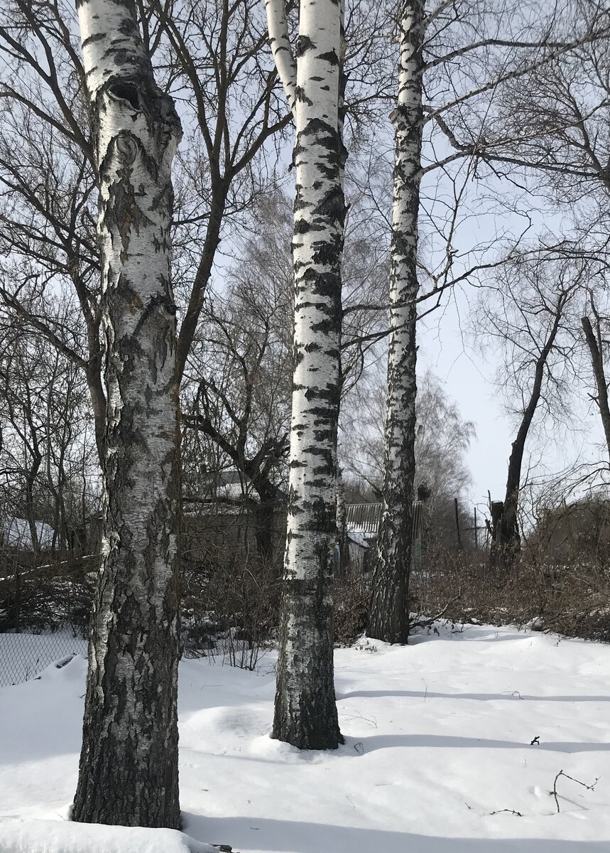 Погода в березове