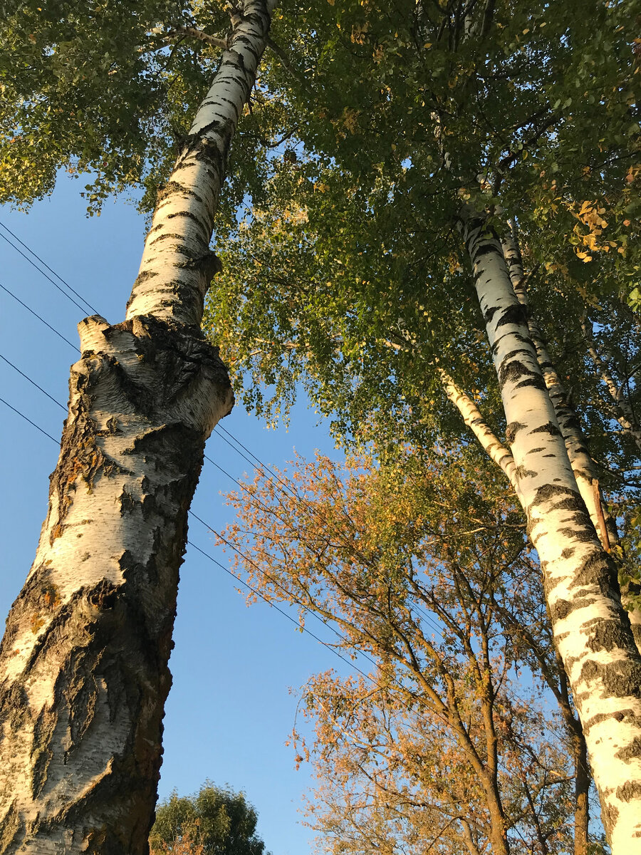 Это тоже наши берёзы, только весной