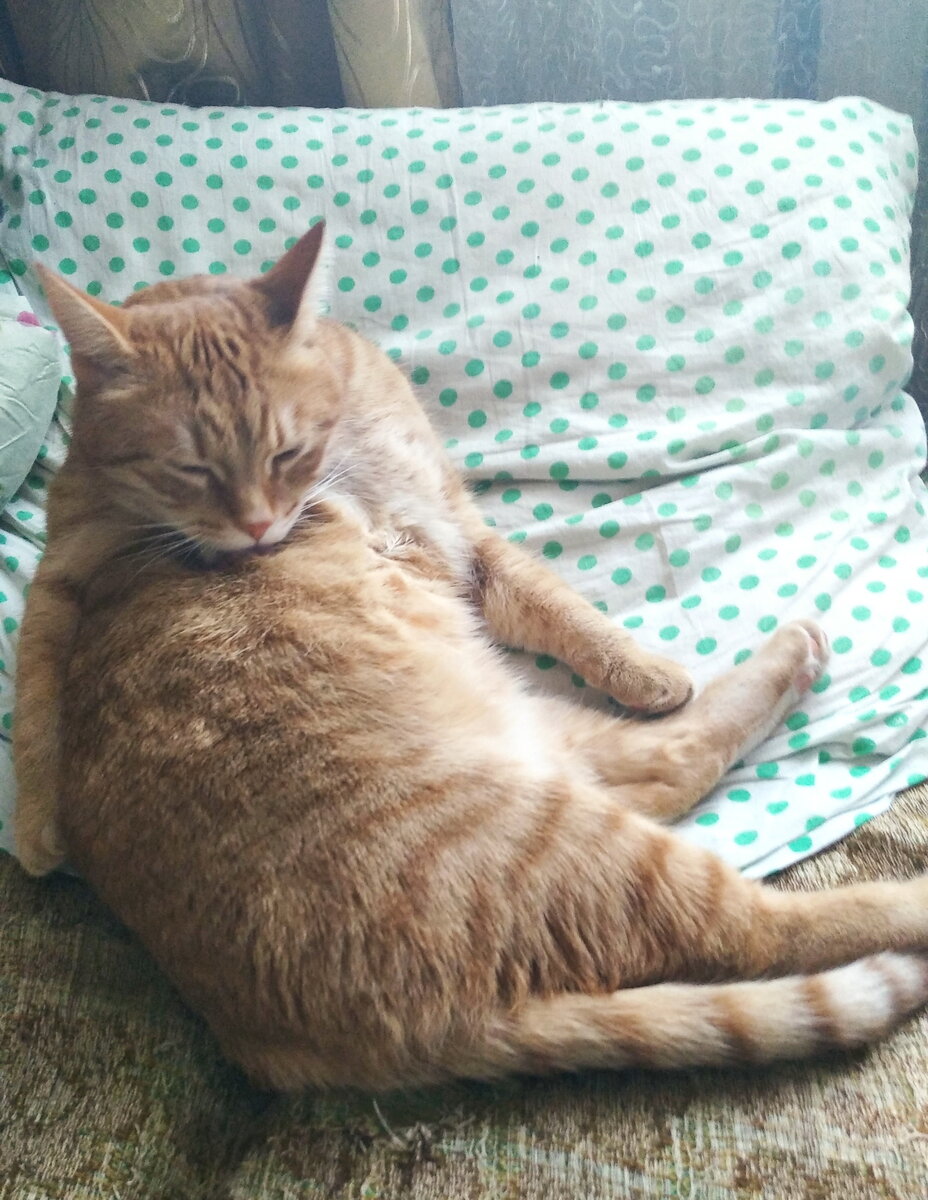 Котик 8. Открытки с 8 марта красивые с кошками. С 8 марта рыжий кот. Поздравления с 8 марта с котятами. Кот поздравляет с 8 марта.