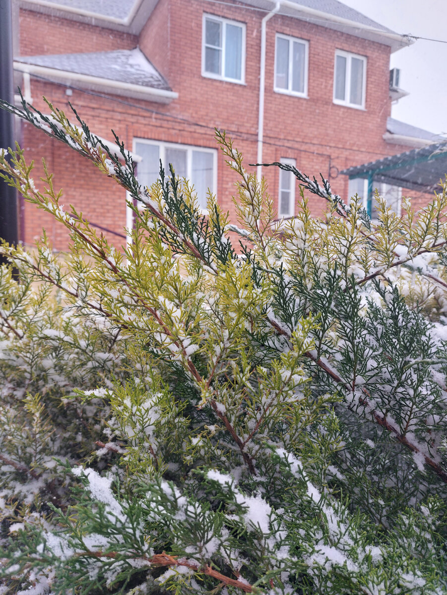 Фото автора Снег в Ростовской области