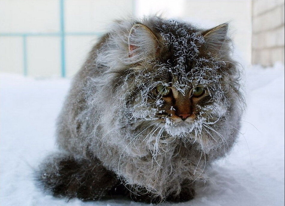 изображение из открытого источника