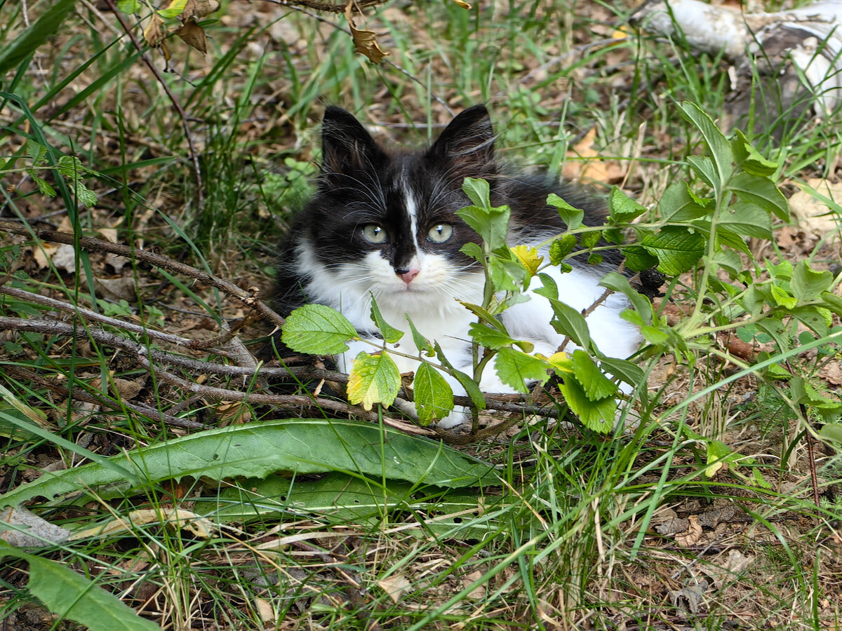 Вот такой я был летом.(фото автора).
