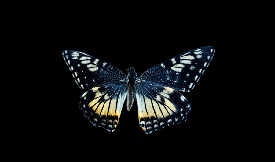 Ночная бабочка