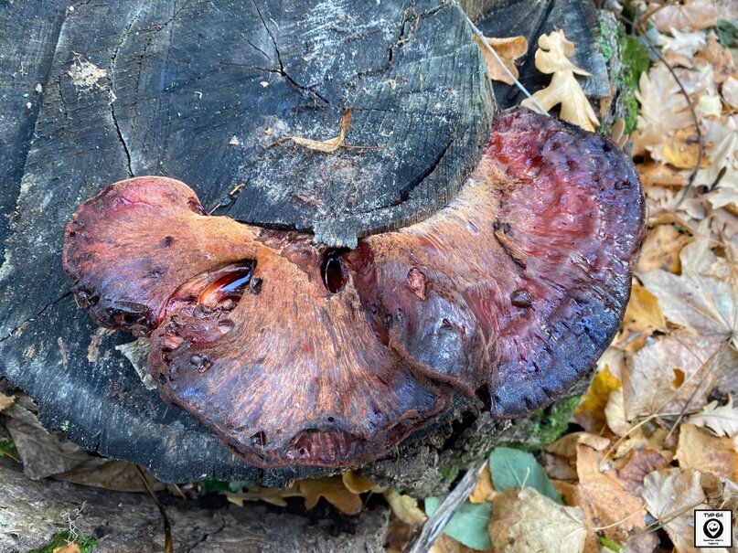 №2 (Печёночница обыкновенная)