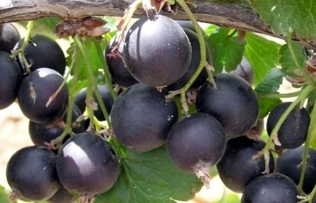 Фото не мое. Сорт Рекст. Ягоды крупные и сладкие.