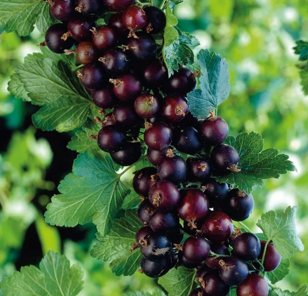 Фото не мое. По идее сорт Моро.