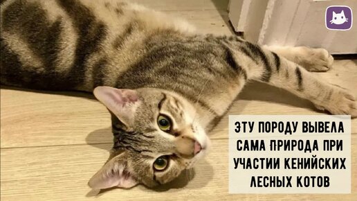 🐱Редкие породы кошек - СОКОКЕ