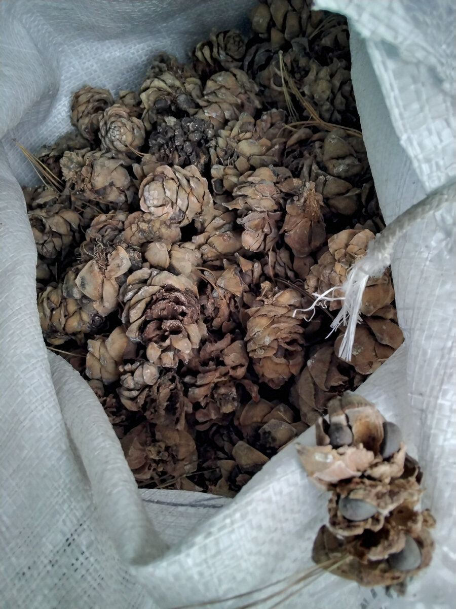 Шишки кедровые