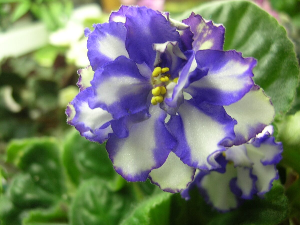 Фиалки спорт фото