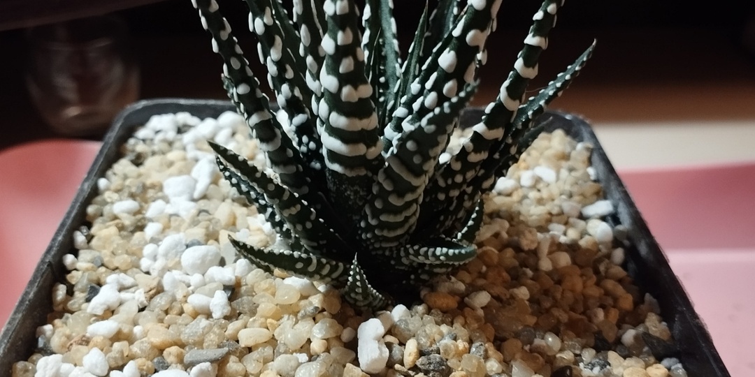 Пересадка голландской Хавортии (Haworthia Fasciata «Big Band»)