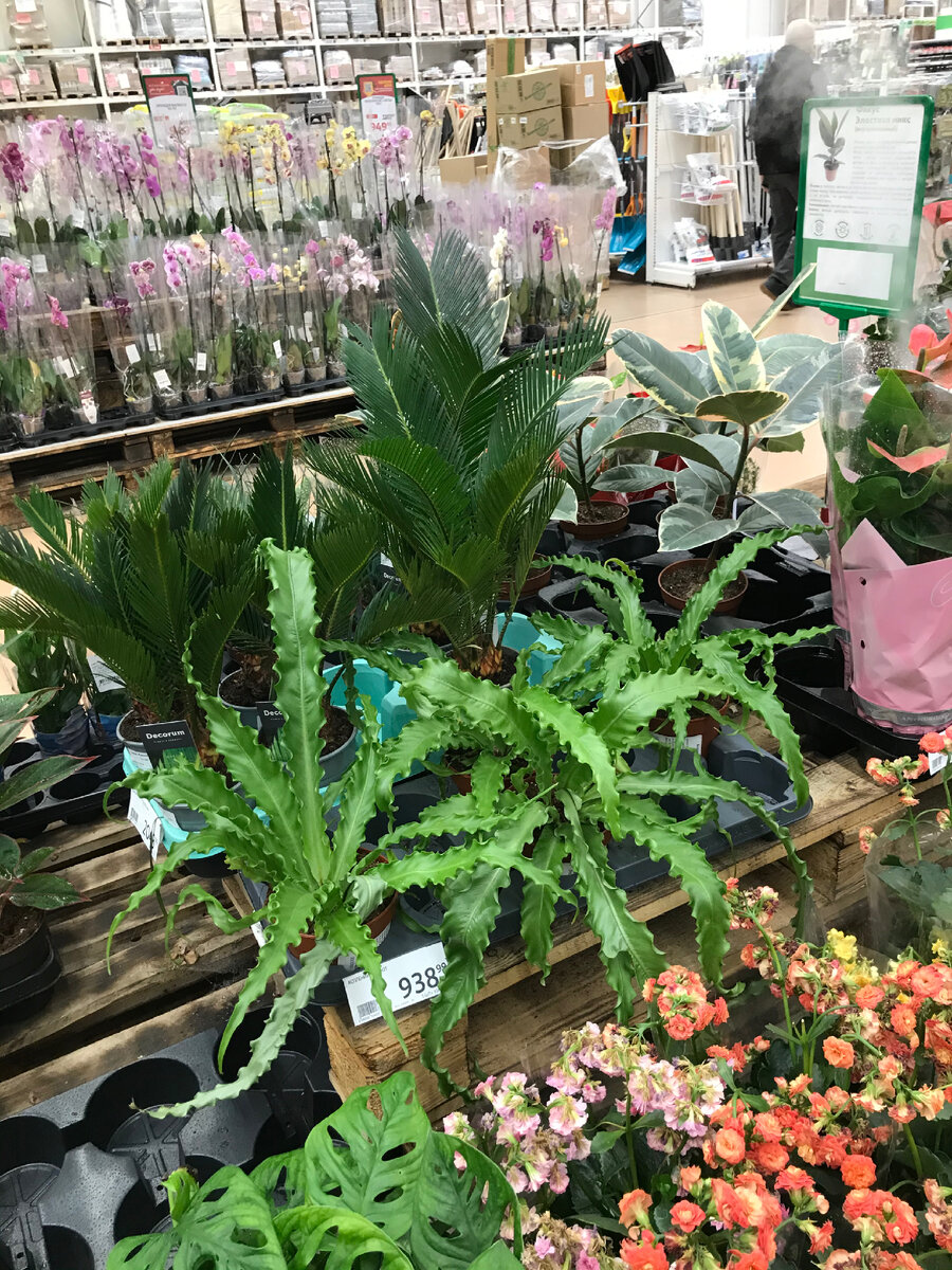 Спатифиллум чахнет. Хедера плющ вредители. Пропадают комнатные цветы. Фиалки перекормили удобрением. Пропадают комнатные цветы.