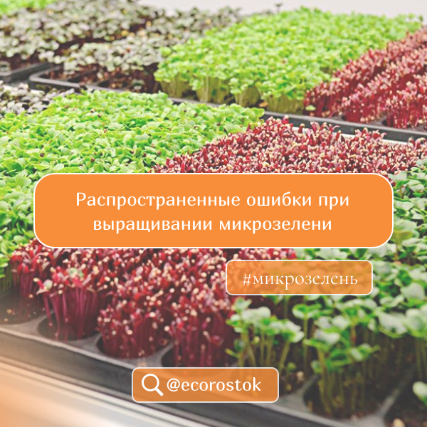 Распространенные ошибки при выращивании микрозелени. 
