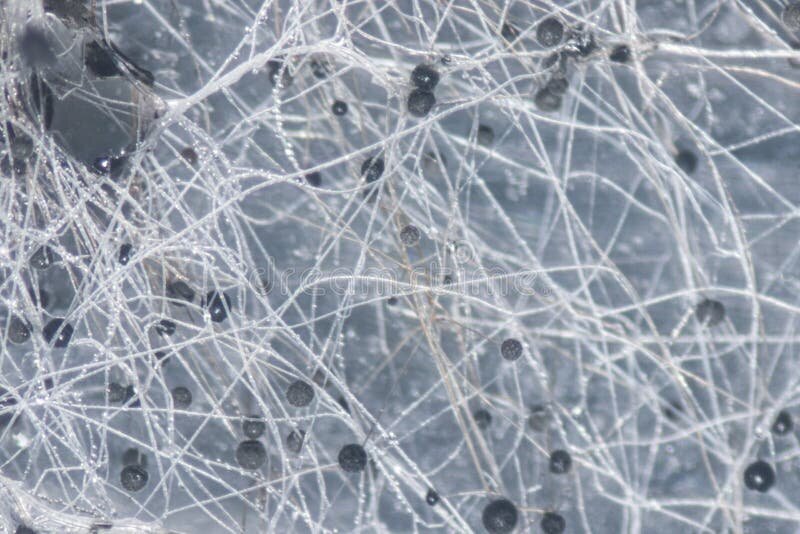 Тот самый ризопус.