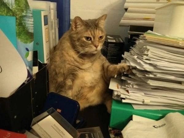 *Саморазвивается*