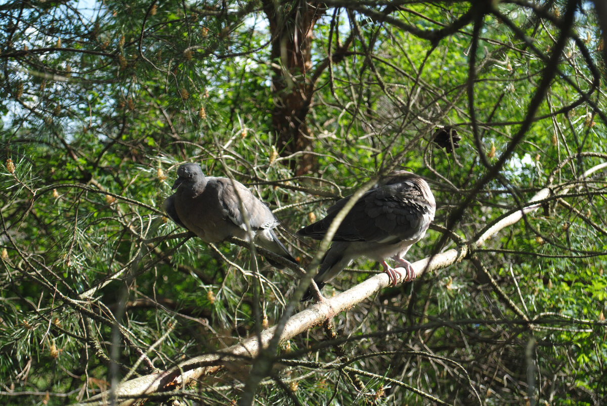 В лесу не молкнет птичий. Стих про горы тютчев. В лесу не молкнет птичий. Стих федора ивановича тютчева весенняя гроза. В лесу не молкнет птичий.
