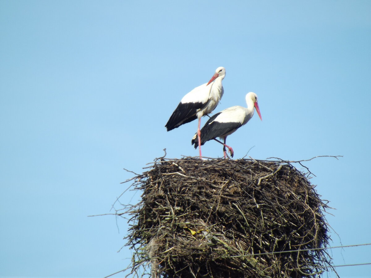 Пара белых аистов