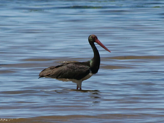 Черный Аист. Black Stork. Птицы Туркменистана фото. Птицы Монголии фото.