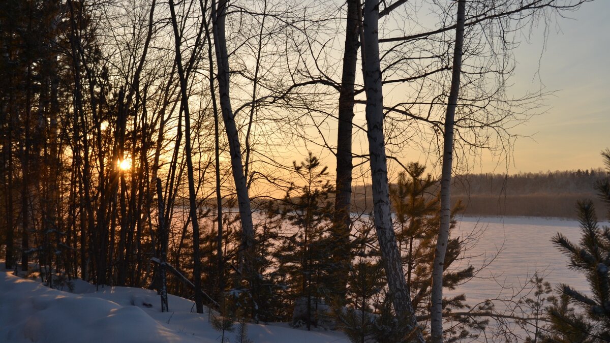     Выбирая между двумя собаками — бродячей и домашней — тигр, зашедший в село в Чугуевском районе Приморья, выбрал ту, что поупитаннее. Гурман, понимаете…