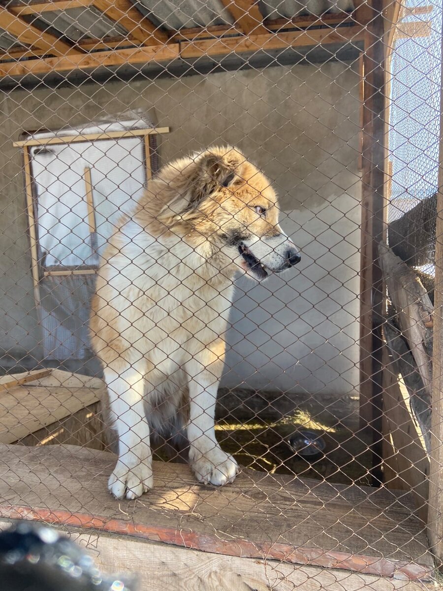 Гусиноозерск бурятия. Завтра в гусиноозерске. Ленина 24 гусиноозерск. Памятник ленину в гусиноозерске. Гусиноозерск глава города.