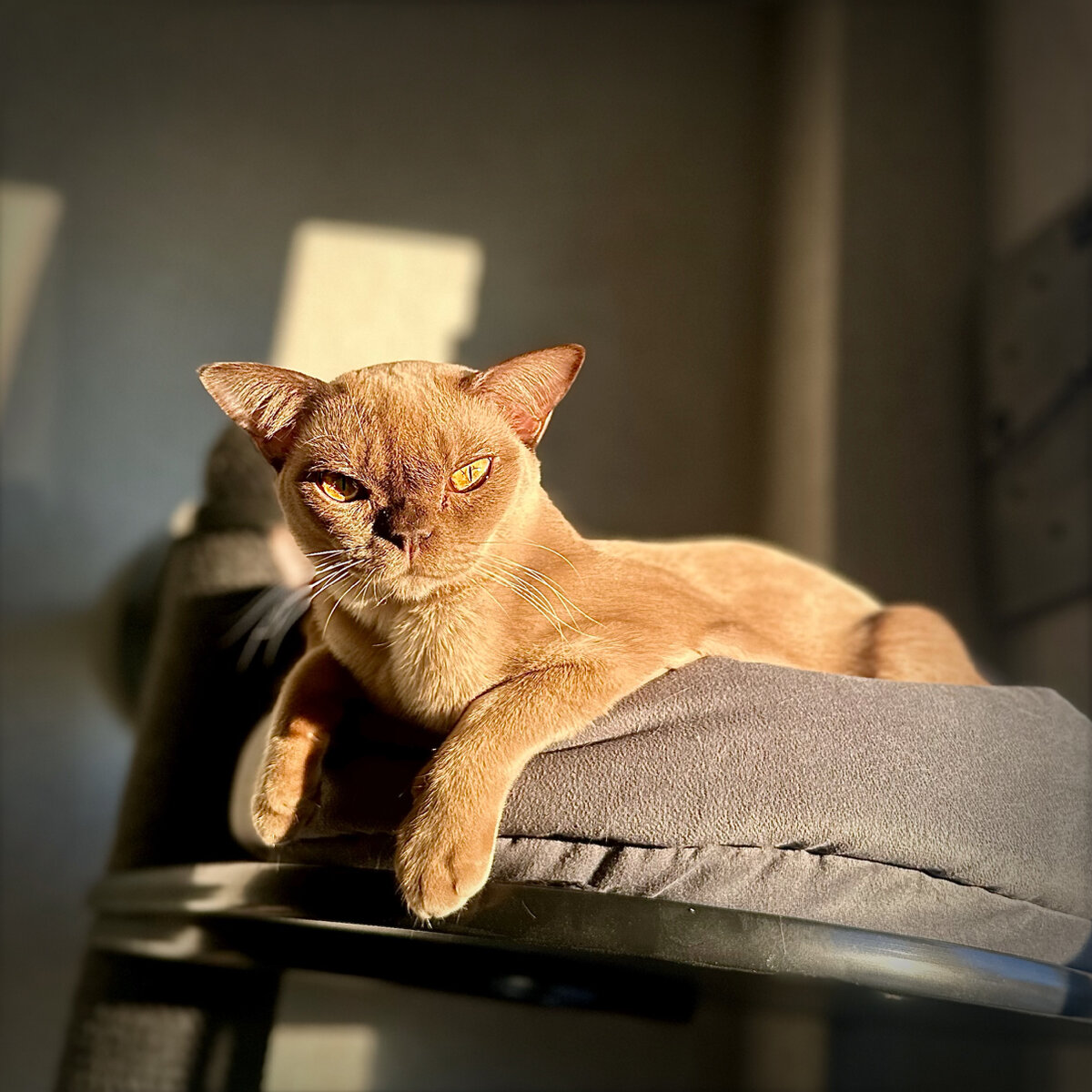 RUMIIAJasper*RU
Jasper Burmese cats