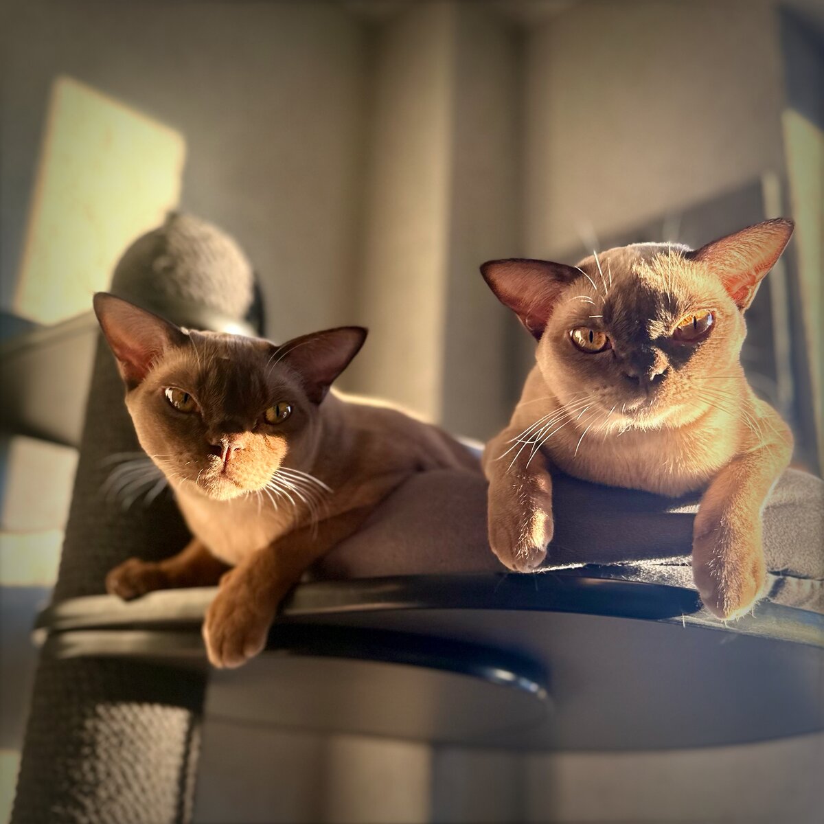 Quantum & Rumiia Jasper*RU  