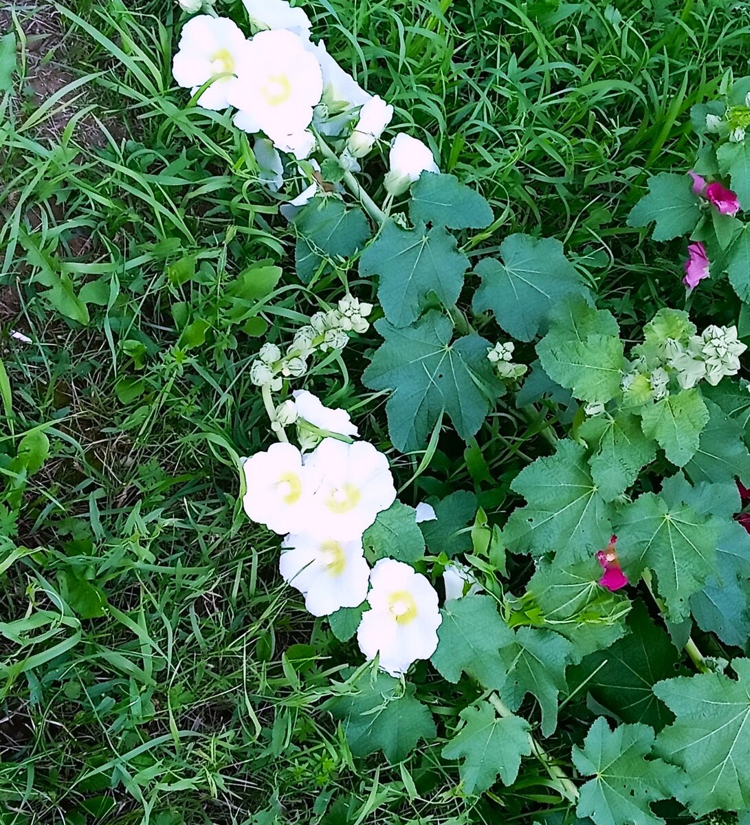 После грозы. Фото автора канала