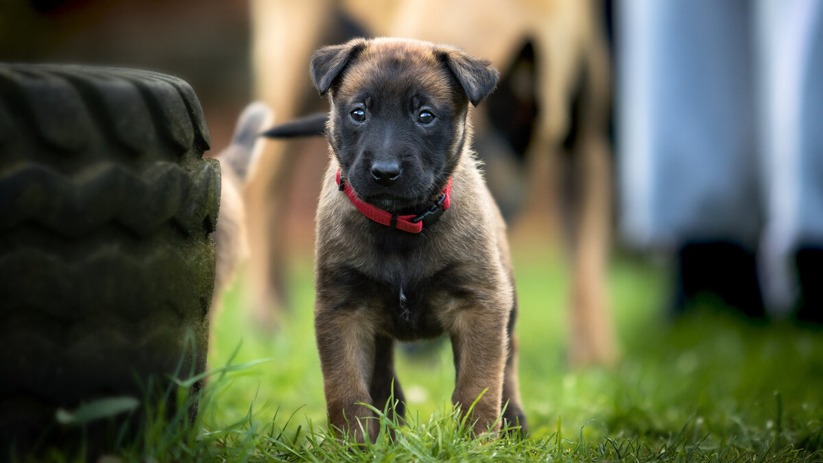 Разумный заводчик не будет против того, чтобы принять своего щенка обратно. Фото Pixabay