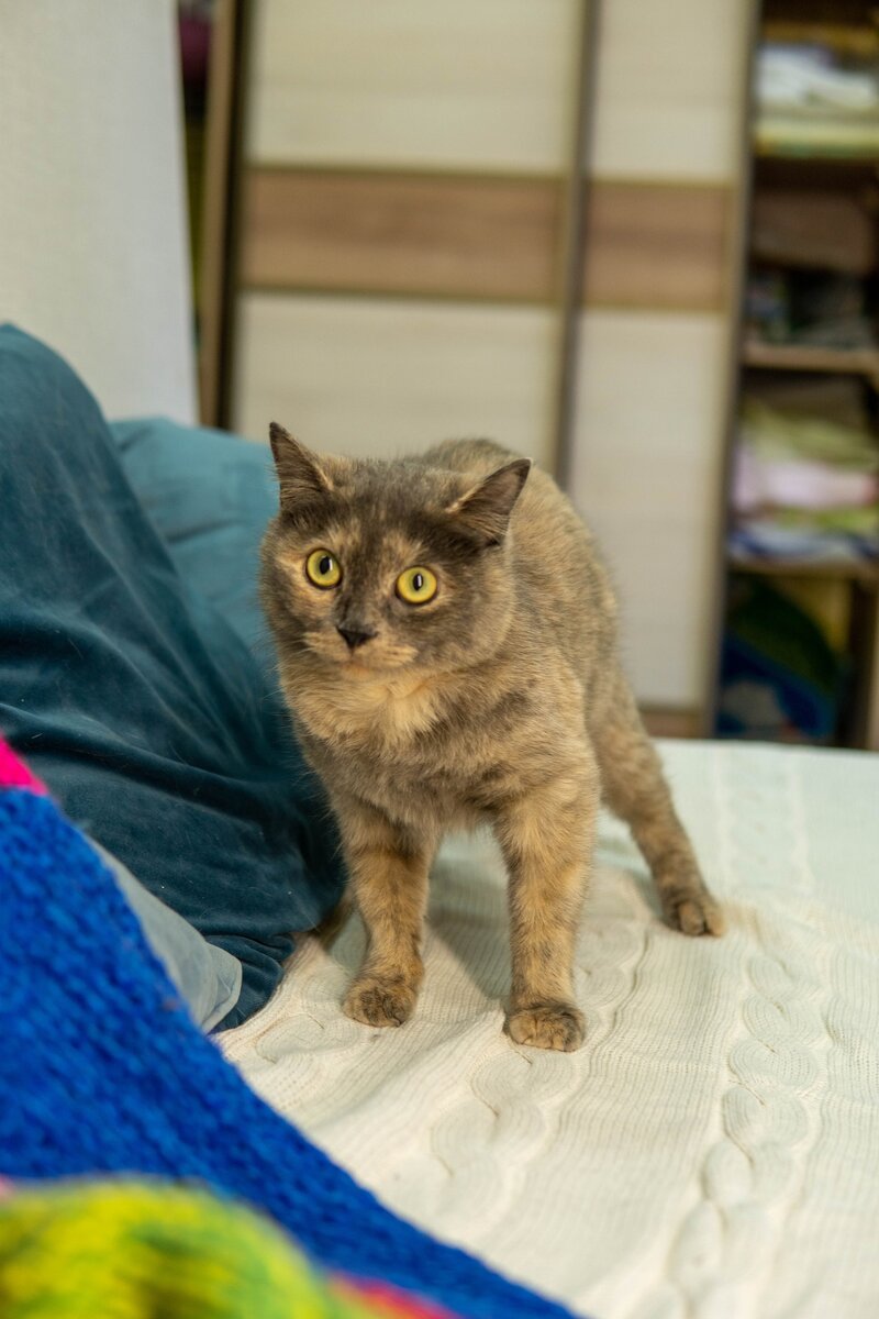 Слова с мягким знаком. Выписать значение слова. Мномногозадачные слова. Многозначные слова имеют. Кверху предложение с этим словом.