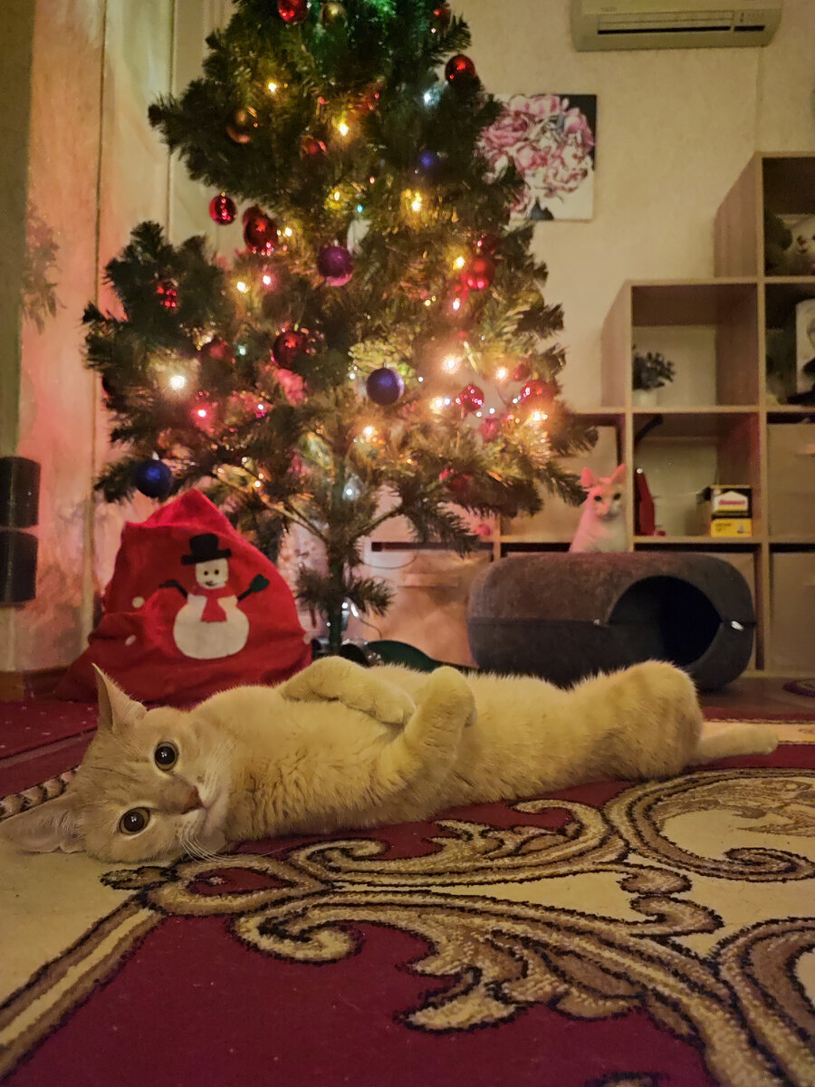 Персик и Доча под ёлочкой