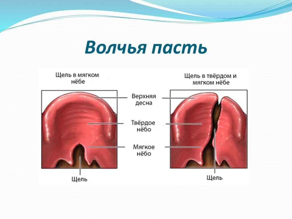 Волчья пасть у собак и кошек